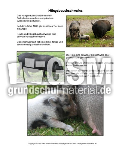 Hängebauchschwein-Steckbrief.pdf